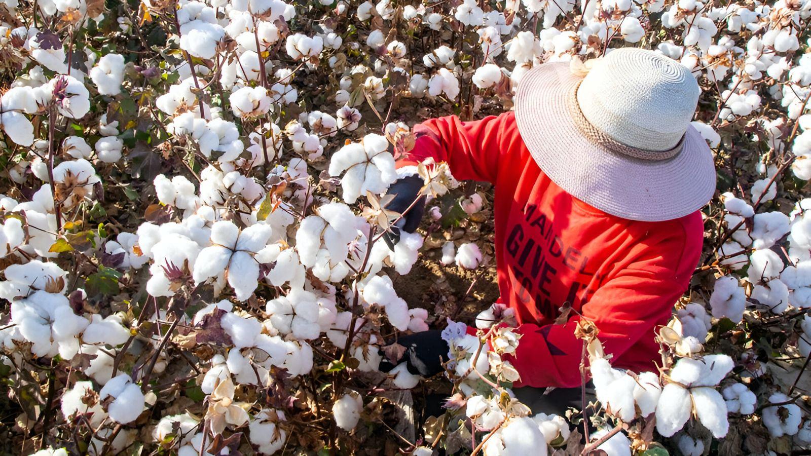 producción ecológica